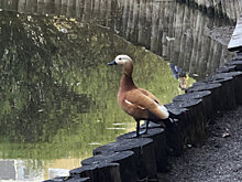 На Дунькином пруду можно наблюдать за парой огарей