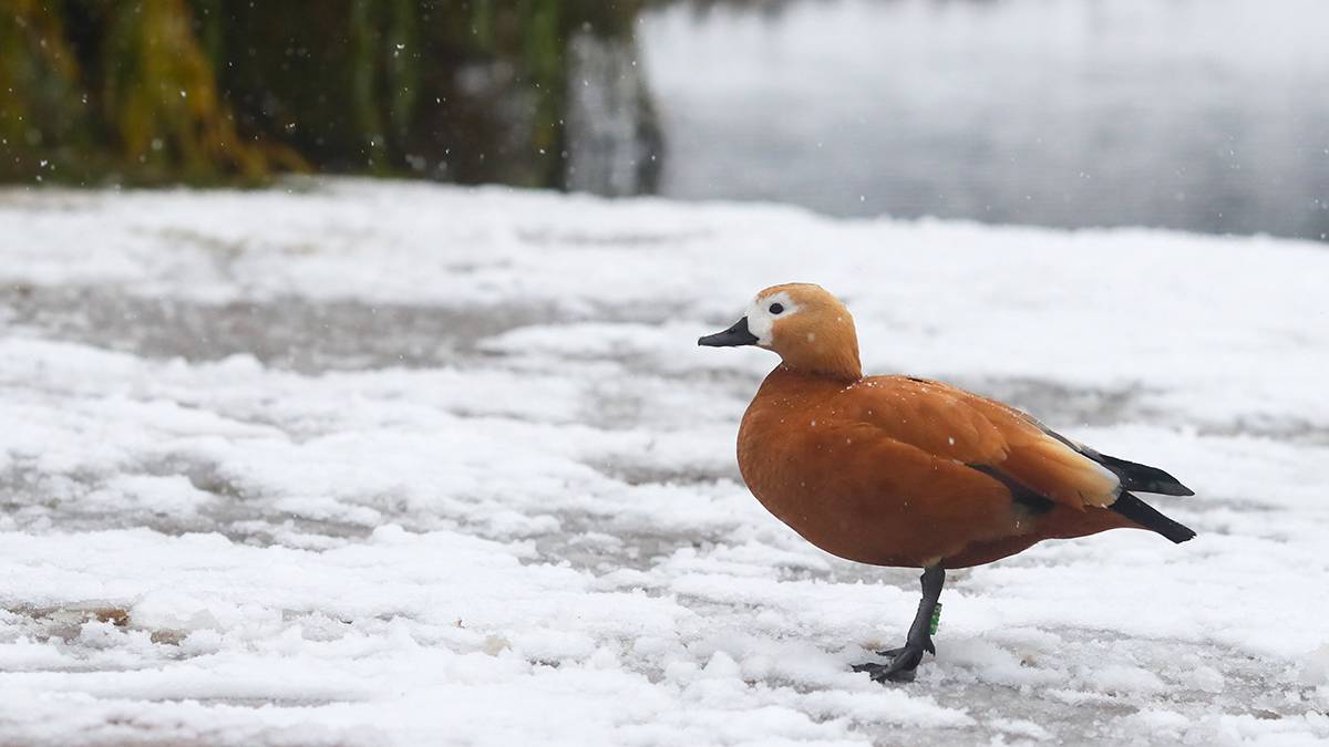 �����&nbsp; �������� ������ ������������ �������� ������� �������