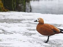 «Желтый» уровень опасности из-за метели и ветра объявили в Москве