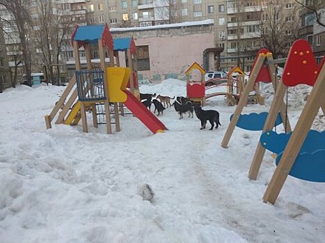 Жителей поселка Комсомольской терроризируют бродячие собаки