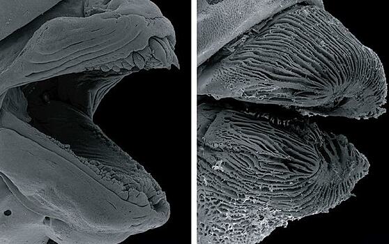 Биологи нашли рыб с самосмазывающимися губами