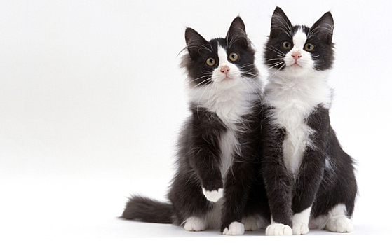 В Китае клонирование кошек поставят на поток