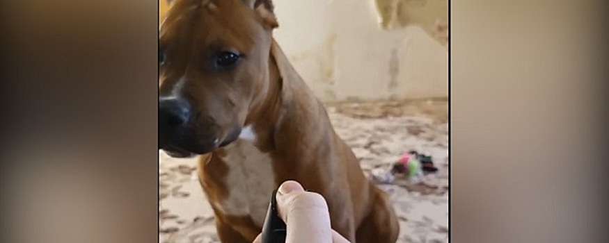 Полиция Ростова проверяет видео подростка, который издевается над собакой