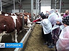 Воронежским школьникам показали, как на самой большой ферме в Европе производится молоко
