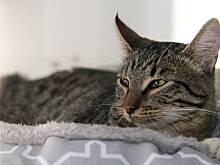 Москвичка выбрала котов через сервис «Моспитомец» в новогоднюю ночь