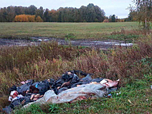 Гору бараньих голов оставили на месте будущего полигона под Новосибирском