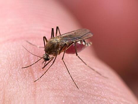 Инфицированные малярией дети привлекают москитов сладким запахом