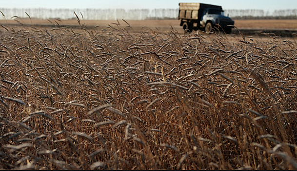 Турция сняла ограничения на поставки российской пшеницы