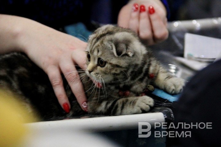 В Советском районе Казани будут вакцинировать собак и кошек от бешенства
