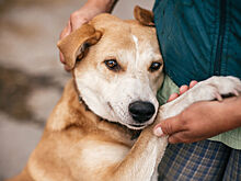 Кинолог рассказал, как помочь собаке при сильном стрессе