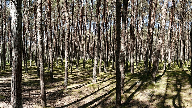 Чем туристов привлекает загадочный Танцующий лес на Куршской косе