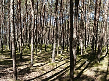 Чем туристов привлекает загадочный Танцующий лес на Куршской косе