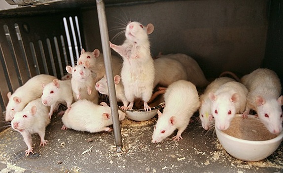 Полиция Индии обнаружила крыс-алкоголиков
