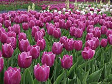 В Воронежской области решили перенести Платоновский фестиваль искусств