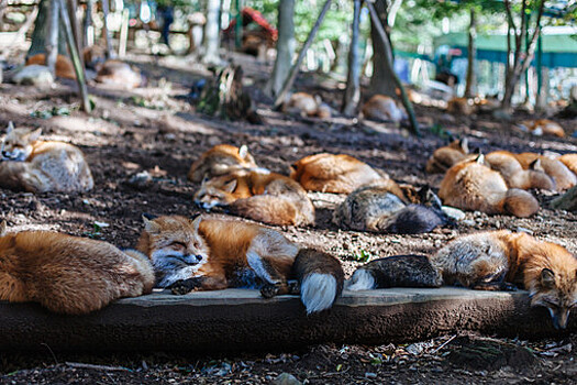 Москвичи сообщают о набегах лис