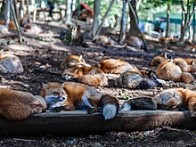 Москвичи сообщают о набегах лис