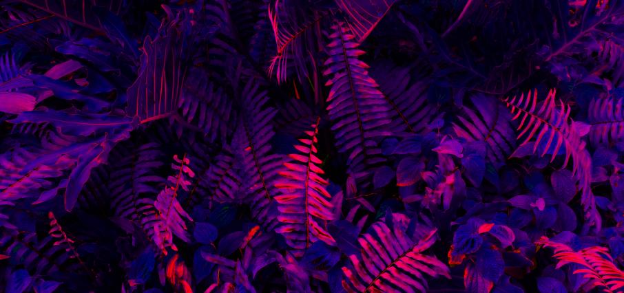 Ученые создали устройство, которое видит светящуюся «ауру» растений: Новости ➕1, 09.12.2022