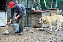 На Среднем Урале ищут 270 миллионов на собачьи приюты