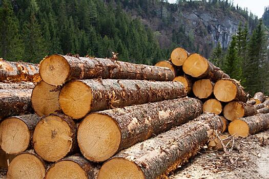 Из Сибири экспортировали меньше древесины, но заработали на ней больше, чем в прошлом году