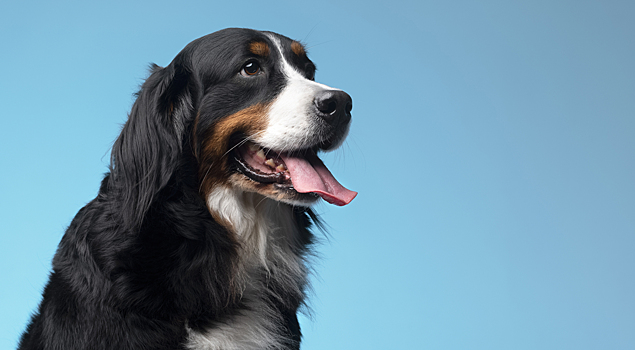 Байкерша сбила насмерть собаку и открыла сбор на ремонт мотоцикла