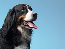 Байкерша сбила насмерть собаку и открыла сбор на ремонт мотоцикла