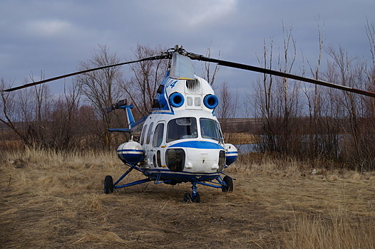 Более 600 свиней уничтожены в Самарской области из-за АЧС