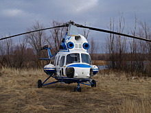 Более 600 свиней уничтожены в Самарской области из-за АЧС