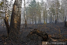 Пожароопасный сезон завершили в Свердловской области