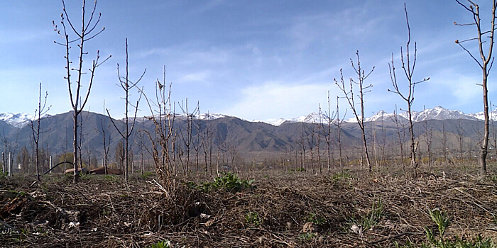 Черешневый сад: фермер из Кыргызстана выращивает деревья без удобрений