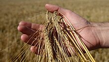 СМИ предсказали РФ лидерство на мировом рынке пшеницы