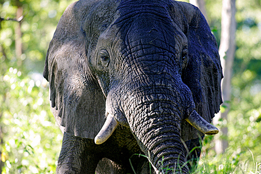 В Африке устроили массовый отстрел слонов