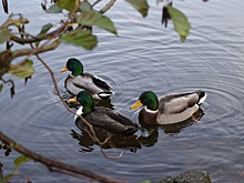 Утки поселились в лужах разбитой российской дороги