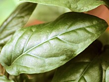 iHerb заподозрили в использовании опьяняющей травы