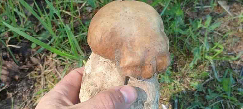 Первый белый гриб-разведчик найден в лесу Новосибирской области