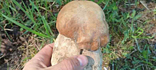 Первый белый гриб-разведчик найден в лесу Новосибирской области