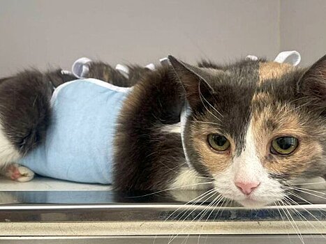 В Калининской ветклинике спасли 9-летнюю кошку Розу Марковну