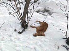 Тюменец, сбросивший собак с балкона 10 этажа, отправится в колонию