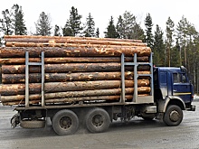 В Рослесинфорге рассказали о ходе эксперимента по мониторингу движения лесовозов