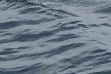 «Купаться расхотелось»: впечатляющую стаю акул сняли на видео около Владивостока