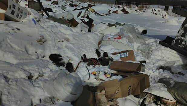 На мусорной свалке в поселке Татарстан жители нашли тела собак