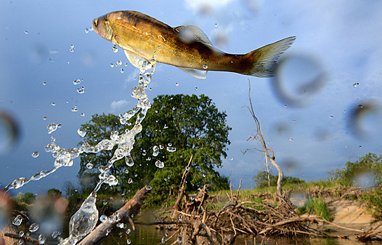 Проекты рыбного кластера в Приморье потребуют 20,8 млрд рублей инвестиций