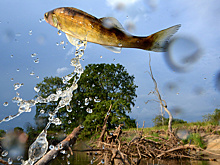 Проекты рыбного кластера в Приморье потребуют 20,8 млрд рублей инвестиций