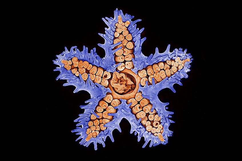 Изображение морской звезды, полученное с помощью конфокального микроскопа