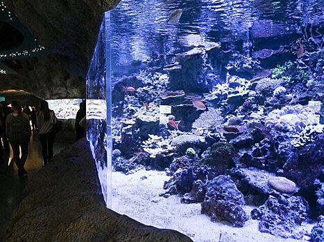 "Москвариум" отправил 200 рыб пострадавшему от стихии аквариуму-музею Севастополя