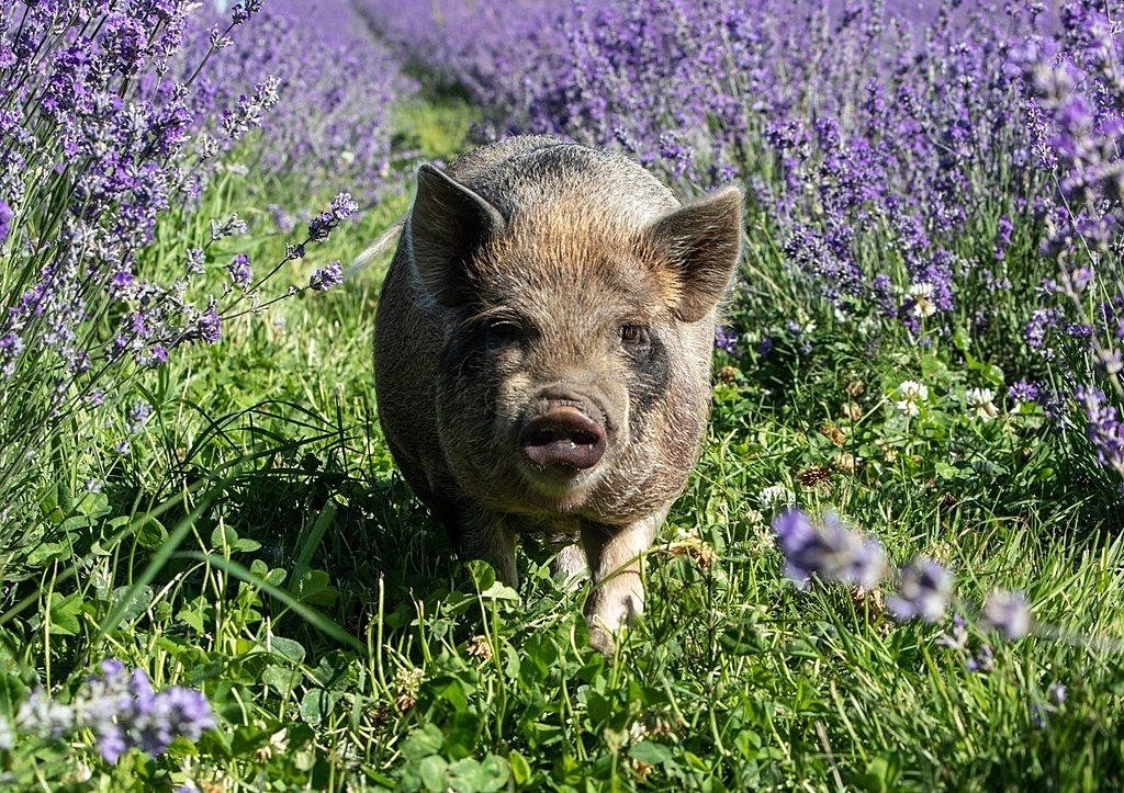 Ученые «оживили» органы свиней спустя час после смерти