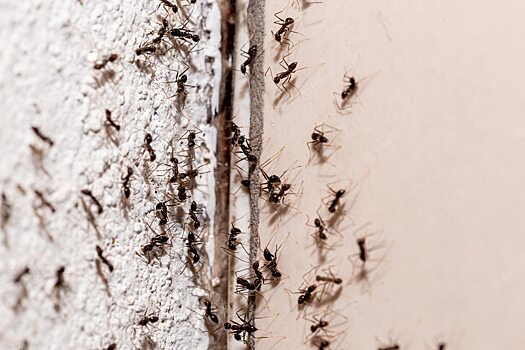 Как муравьи ползают по стенам и не падают