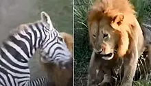 Зебра ускользнула ото льва к крокодилам и попала на видео в Кении