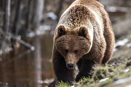 В населенные пункты Магаданской области стали чаще захаживать медведи