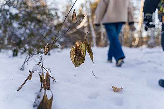 Три парня и две девушки пропали без вести в зимнем лесу под Новосибирском