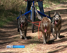 В Калининградской области состоялись гонки на собачьих упряжках